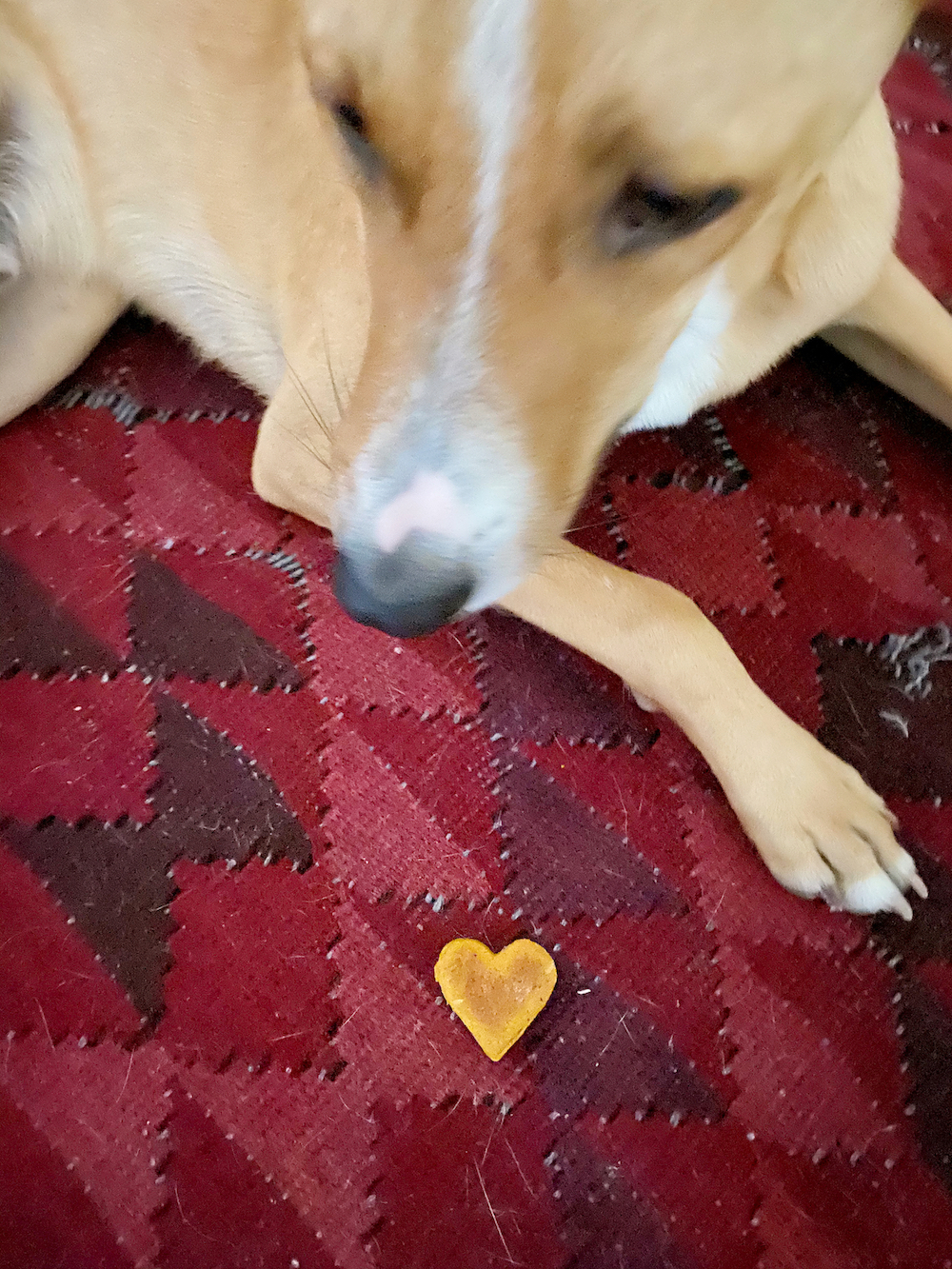 Ziggy approved! Homemade Peanut Butter Dog Treats recipe (with healthy pumpkin and flax too!) | Stacie Billis